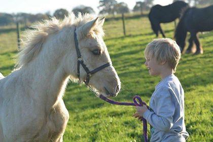 Equine Assisted Learning - Helping Hooves