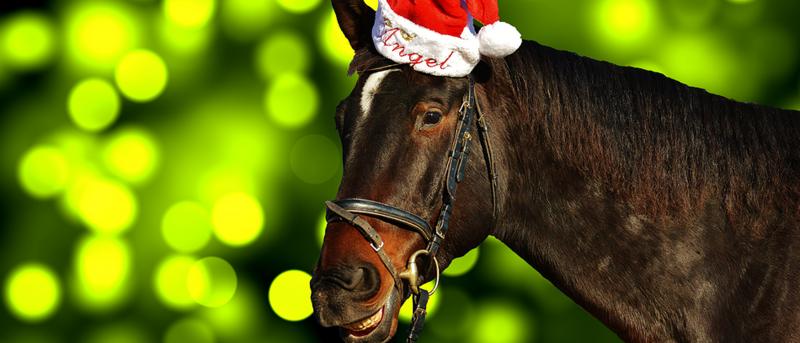 Horse Christmas Presents - What to Buy?