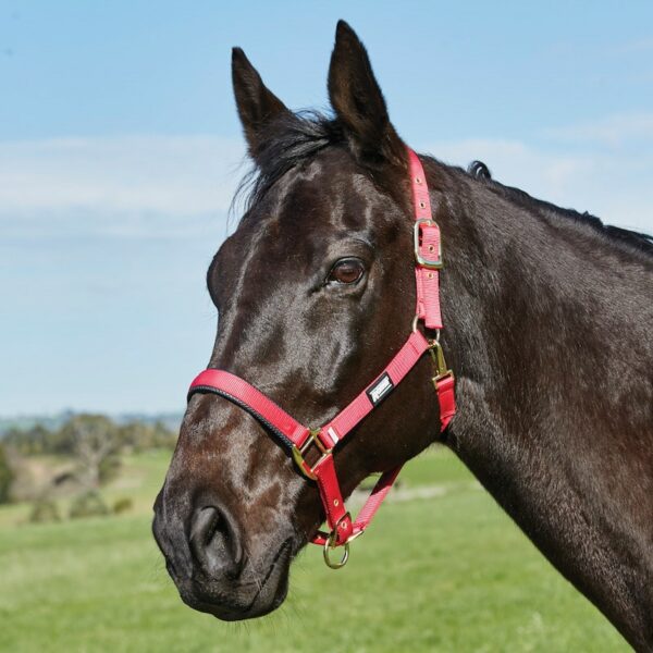 Roma Brights Hot Pink Horse Headcollar