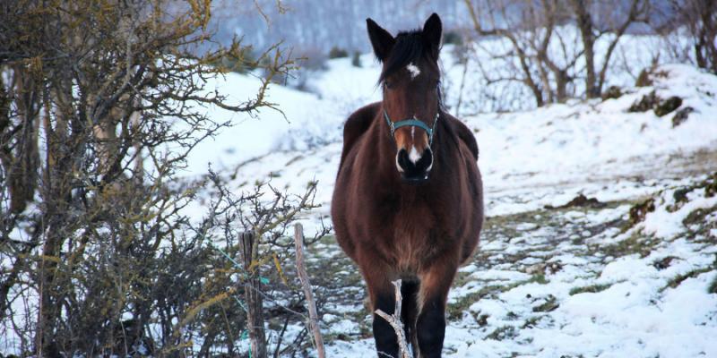 Horse Winter Care