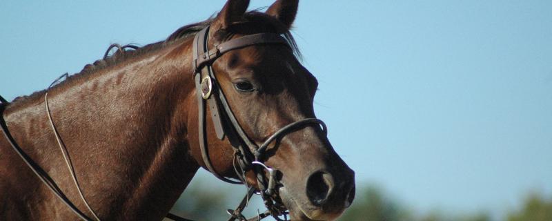 Choosing The Perfect Bridle - A Guide