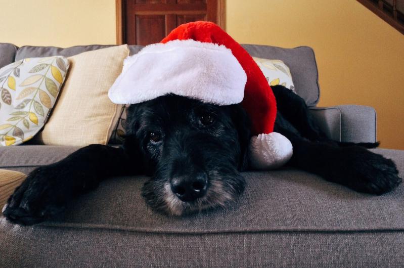 Christmas Rescue Guide - Gifts For Dogs