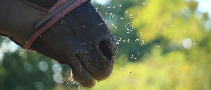 Protecting Your Horse From Flies | Beat The Bugs