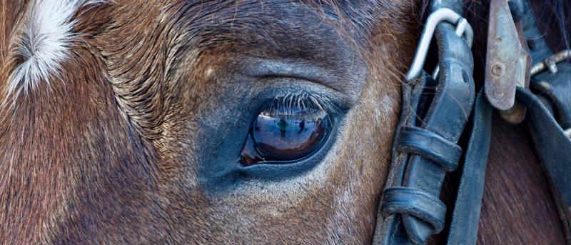 How To Bridle A Horse - A Guide To Fitting