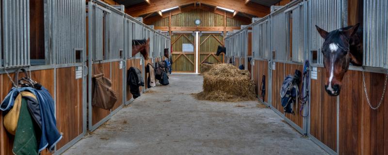 Horse Bedding - Which Type Is Best For You?