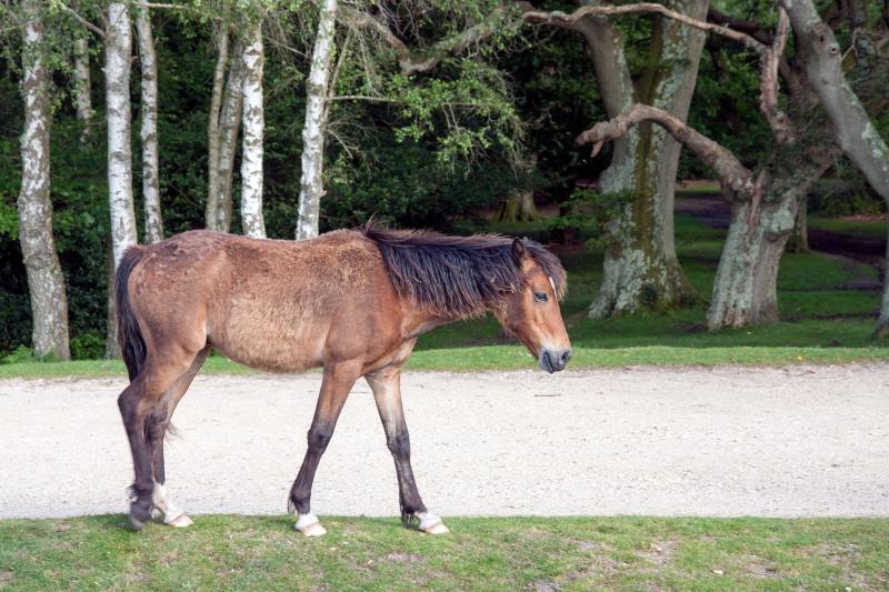 Horse breed quiz: Which horse are you?