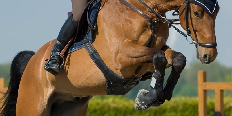 The best horse joint supplements : Ingredients Guide