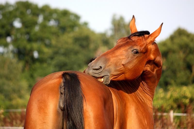 Sweet Itch In Horses