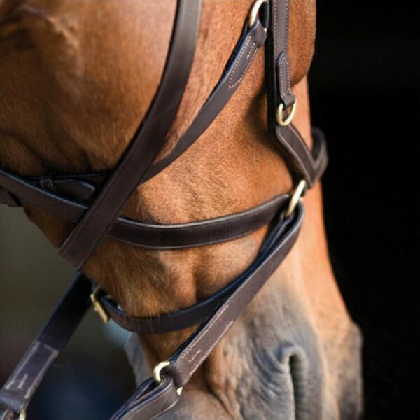 Micklem Multibridle