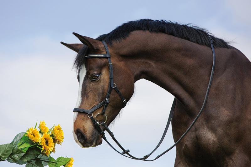 Horseware's Rambo Micklem Multibridle