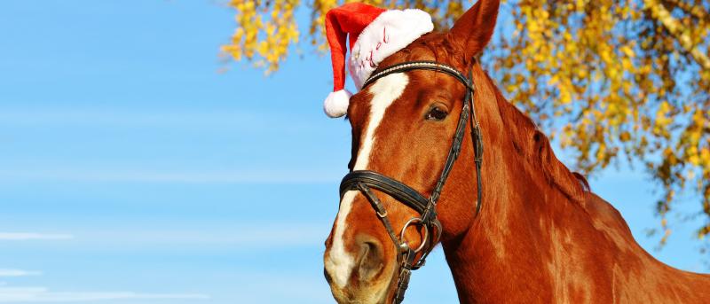 Gifts For Horses - Christmas Rescue Guide