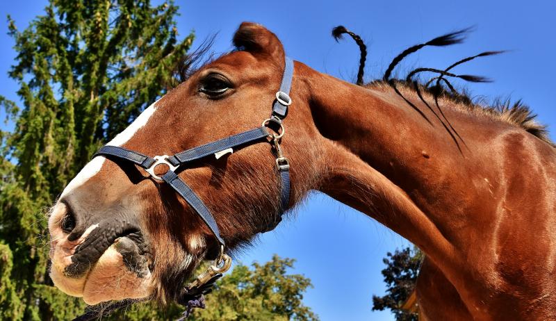 The Equine Superstore BIG Horse Quiz