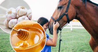 Home Remedies That Will Keep Your Horse Healthy This Winter!