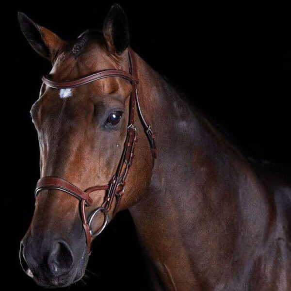 collegiate training bridle brown 2