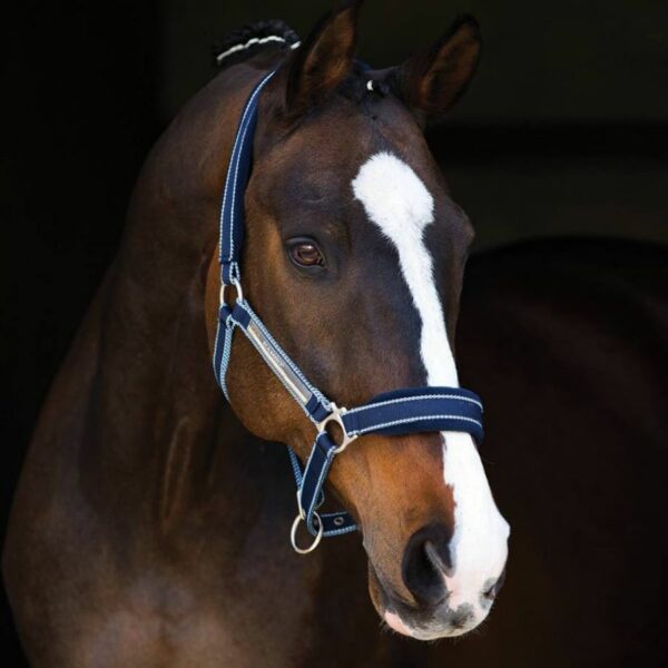 rambo padded headcollar witney navy1