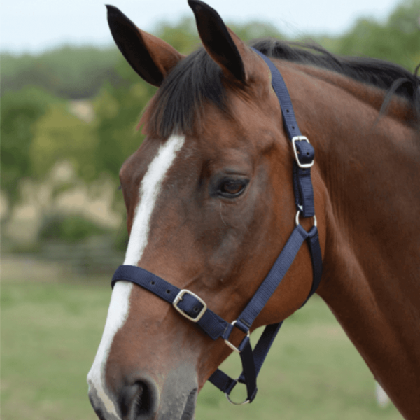 roma economy headcollar navy pony 1