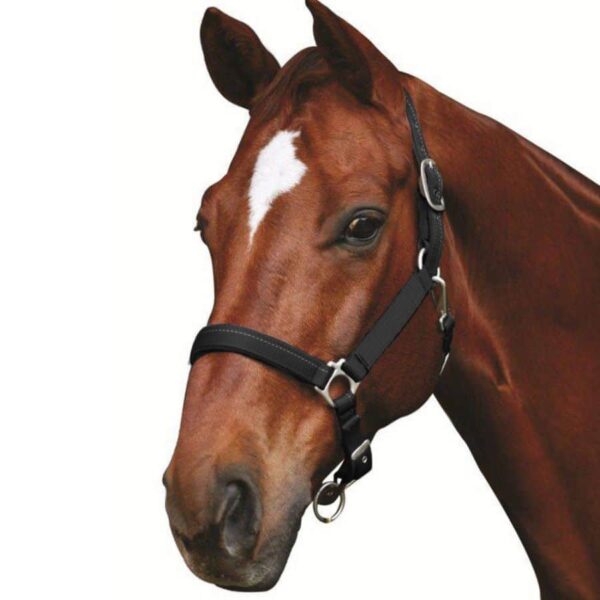 roma supreme headcollar black