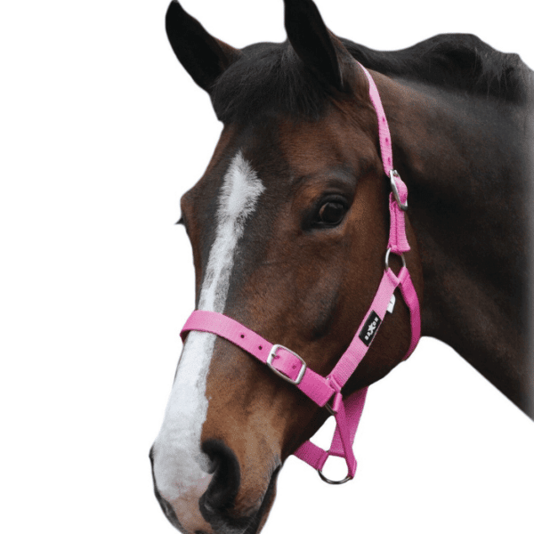 saxon brights headcollar