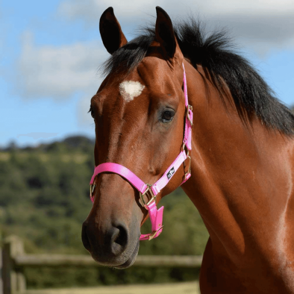 saxon brights headcollar hot pink 2