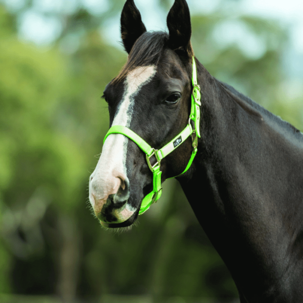 saxon brights headcollar lime 1