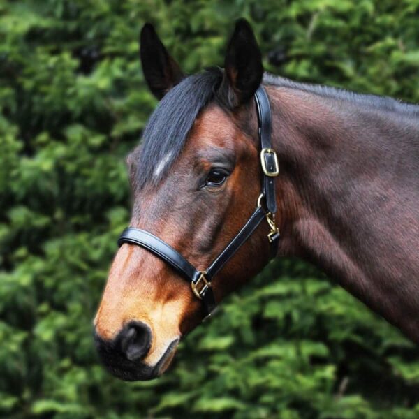 Gallop Leather Padded Headcollar